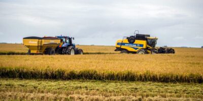 Récord de cosecha de arroz en Uruguay a pesar de la sequía
